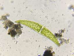 Image of Closterium ehrenbergii