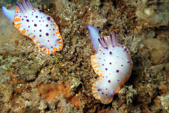 Image of Mexichromis macropus Rudman 1983