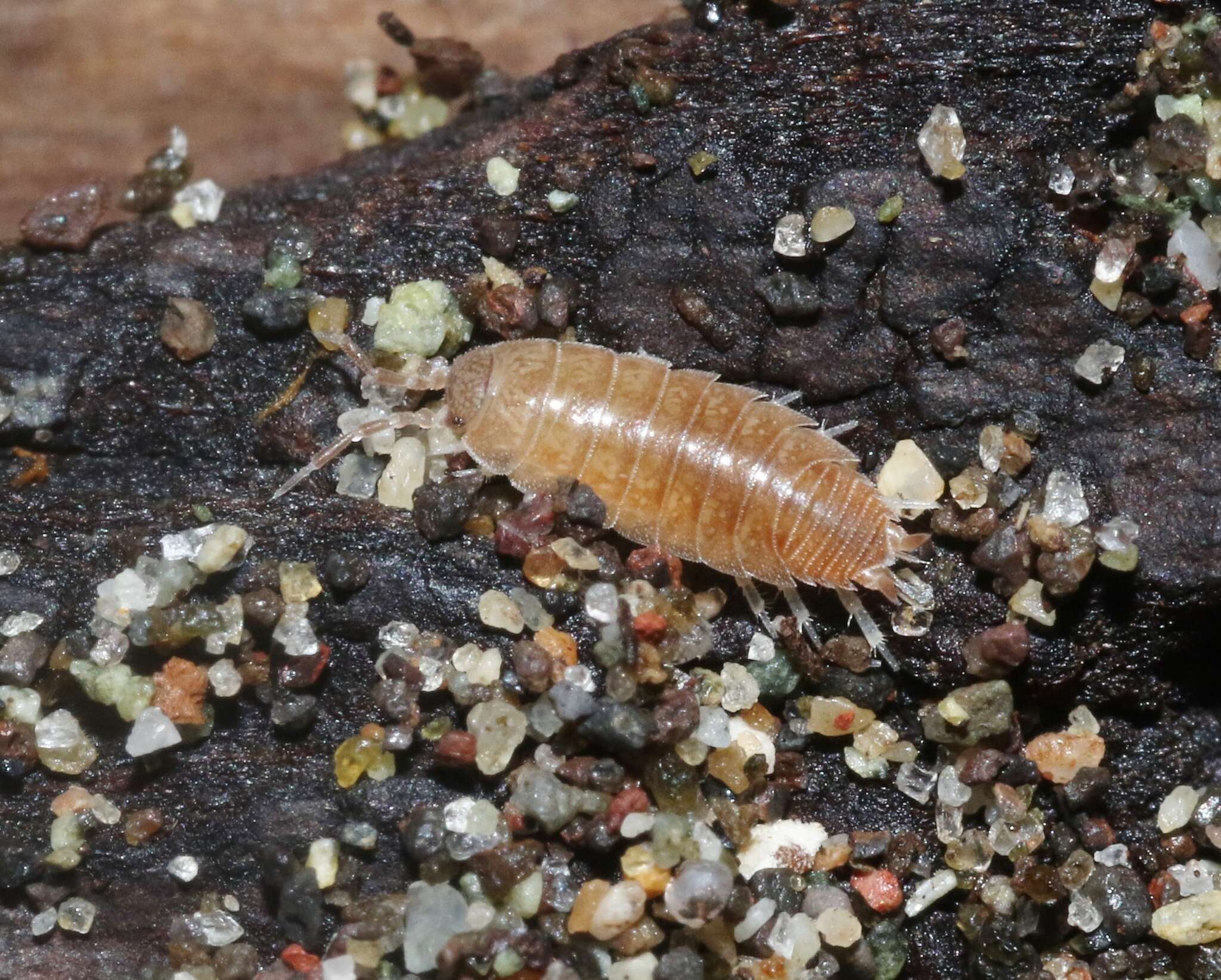 Image of Niambia capensis (Dollfus 1895)