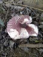 Image of Lepiota decorata Zeller 1929