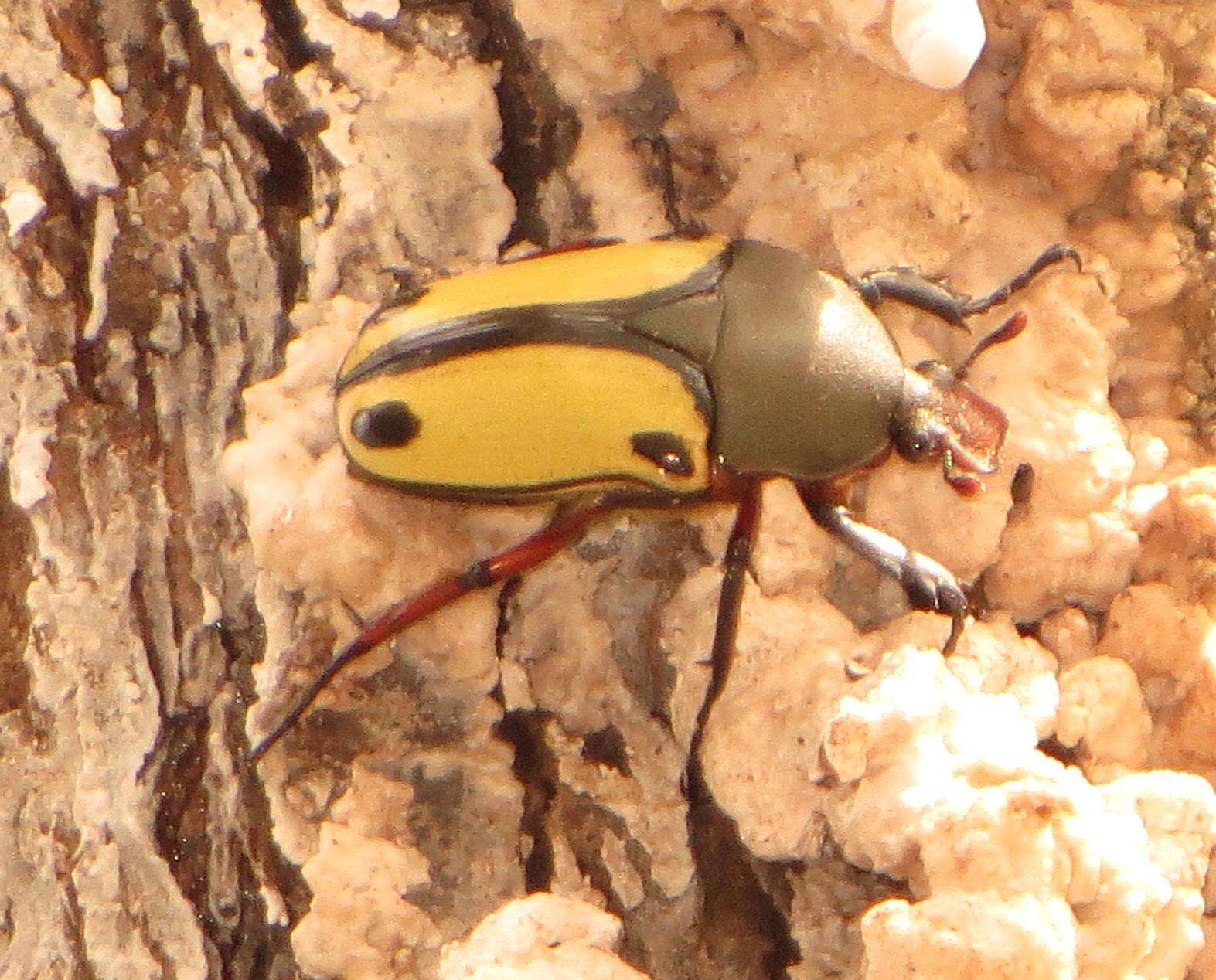 Image of Eudicella smithii (MacLeay 1838)