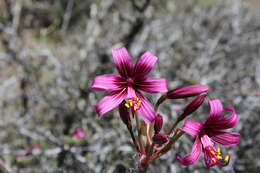 Imagem de Phycella amoena