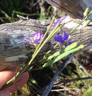 Imagem de Heliophila linearis var. linearis