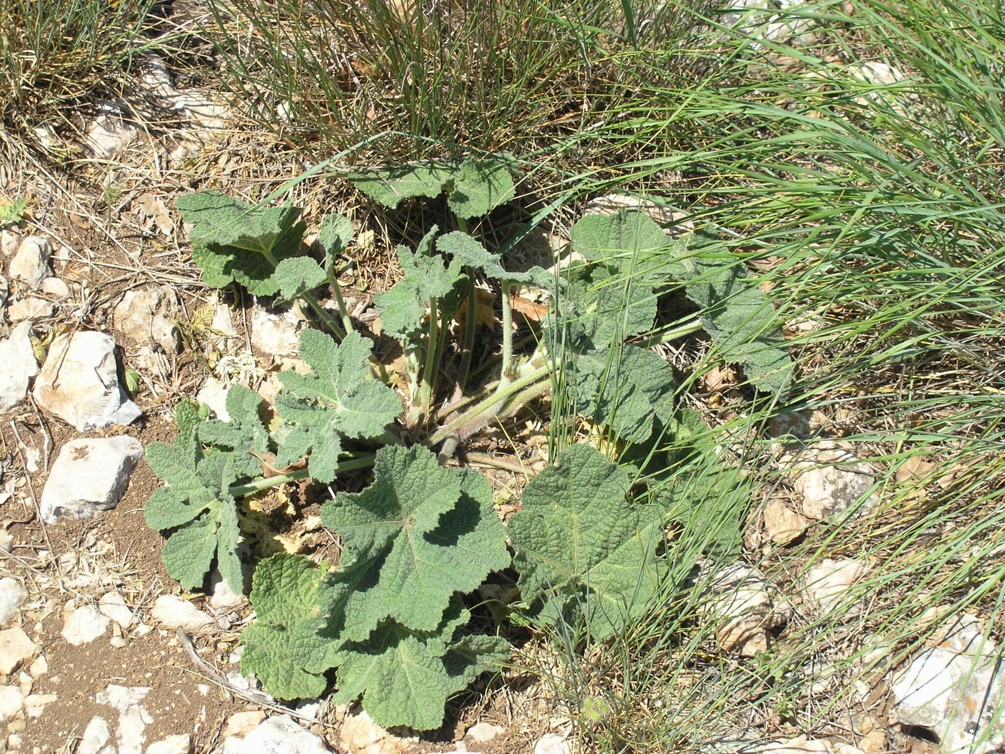 Image of Alcea rugosa Alef.