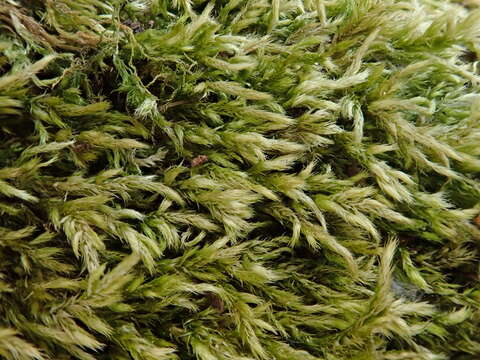 Image of brachythecium moss