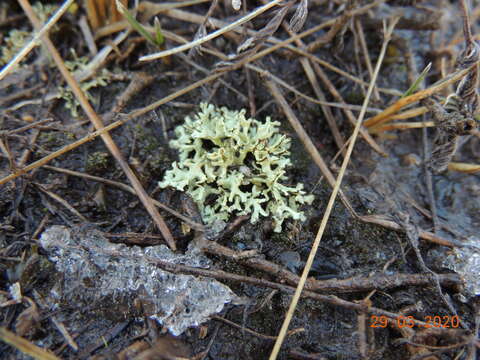 Слика од Xanthoparmelia camtschadalis (Ach.) Hale