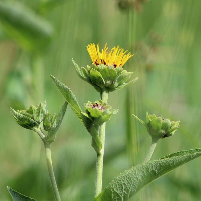 Inula helenium L. resmi