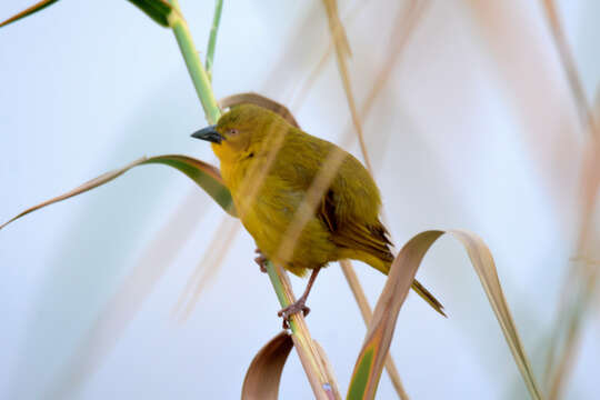 Image of African Golden Weaver