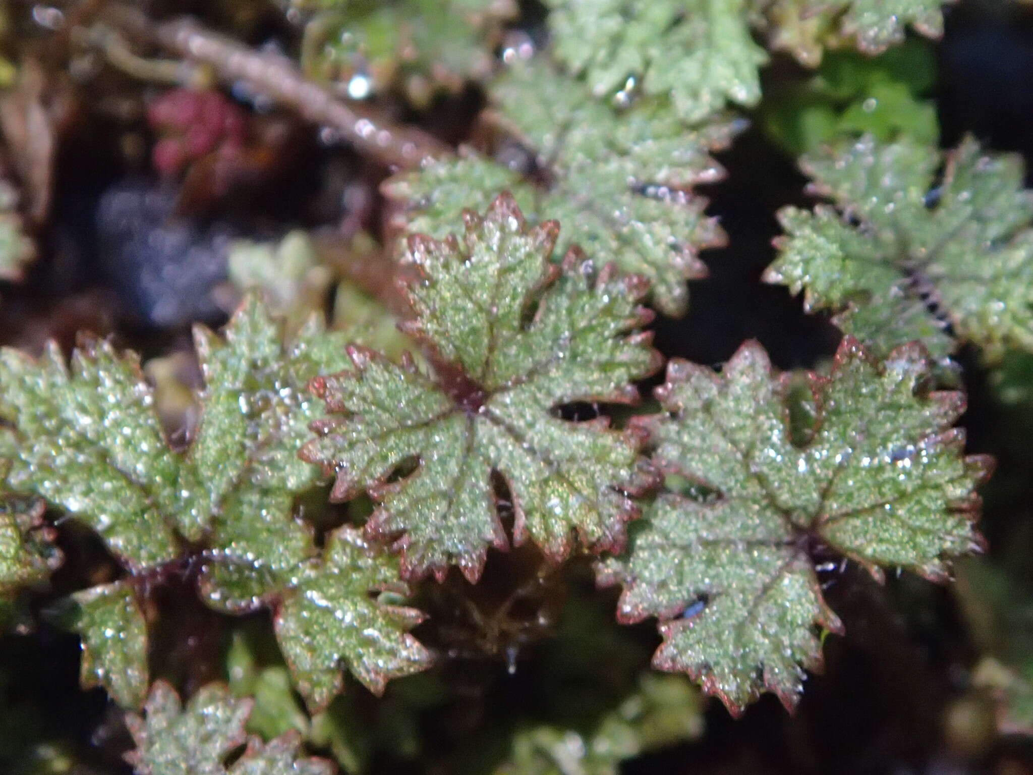 Image of Hydrocotyle dissecta Hook. fil.