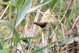 Image of Spot-necked Babbler