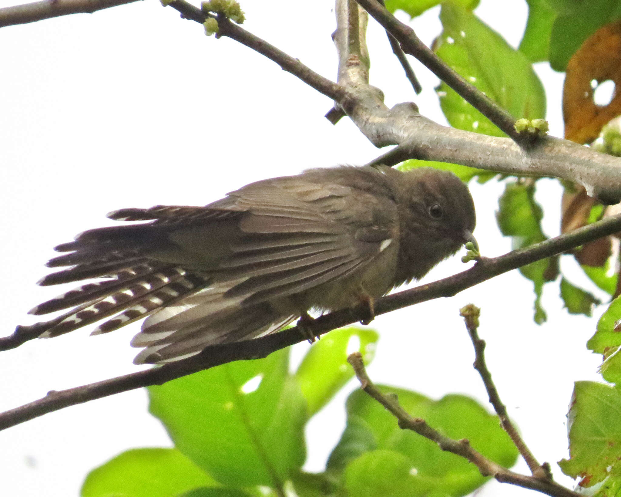 Image of Grey-bellied Cuckoo