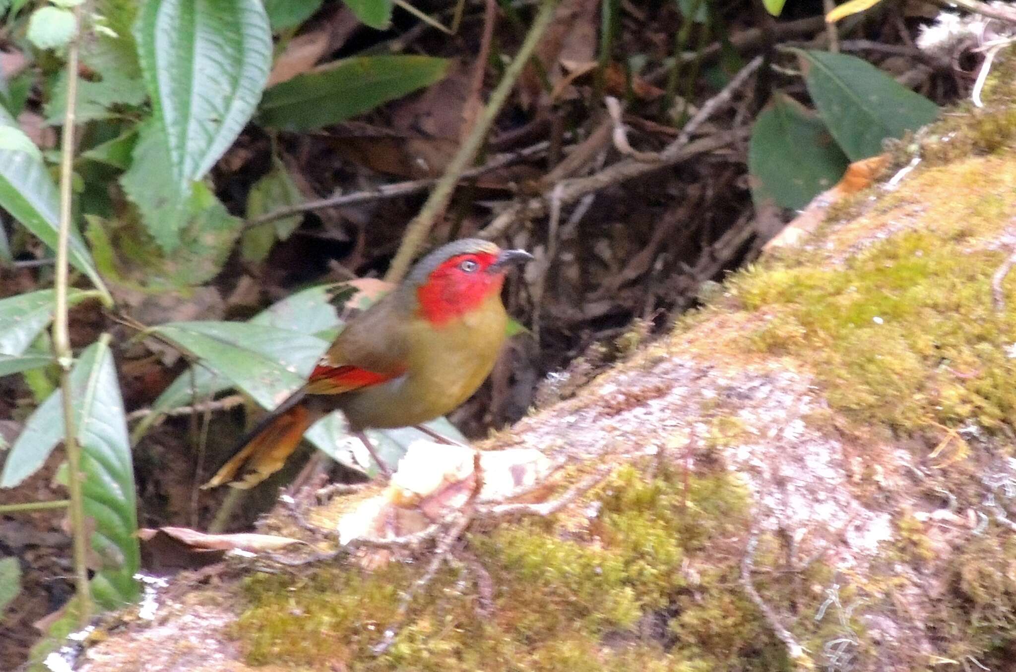 Image of Crimson-winged Liocichla