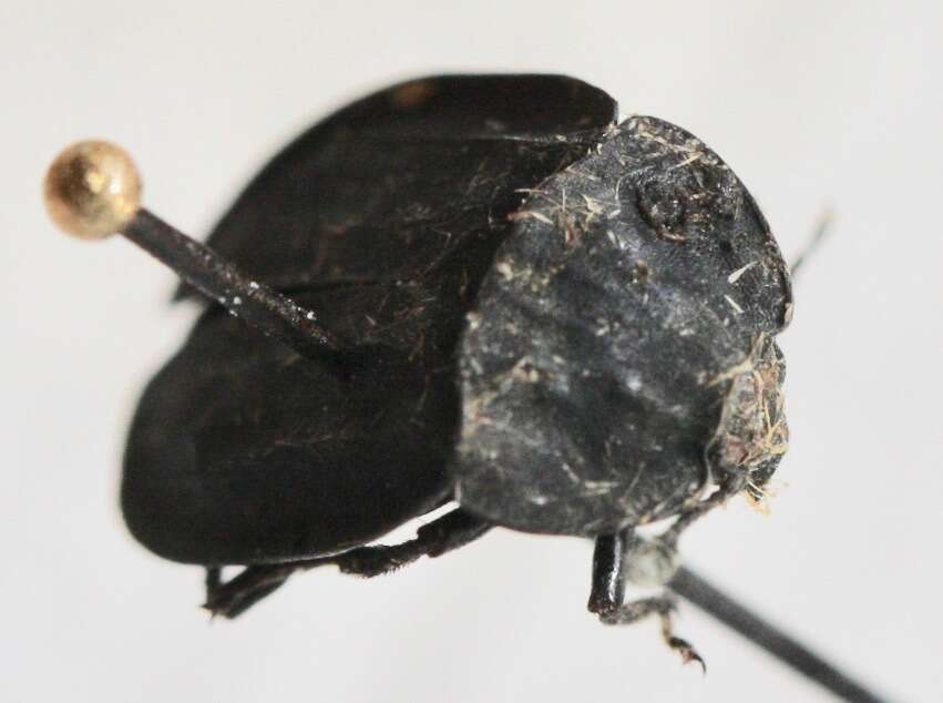 صورة Oiceoptoma inaequale (Fabricius 1781)