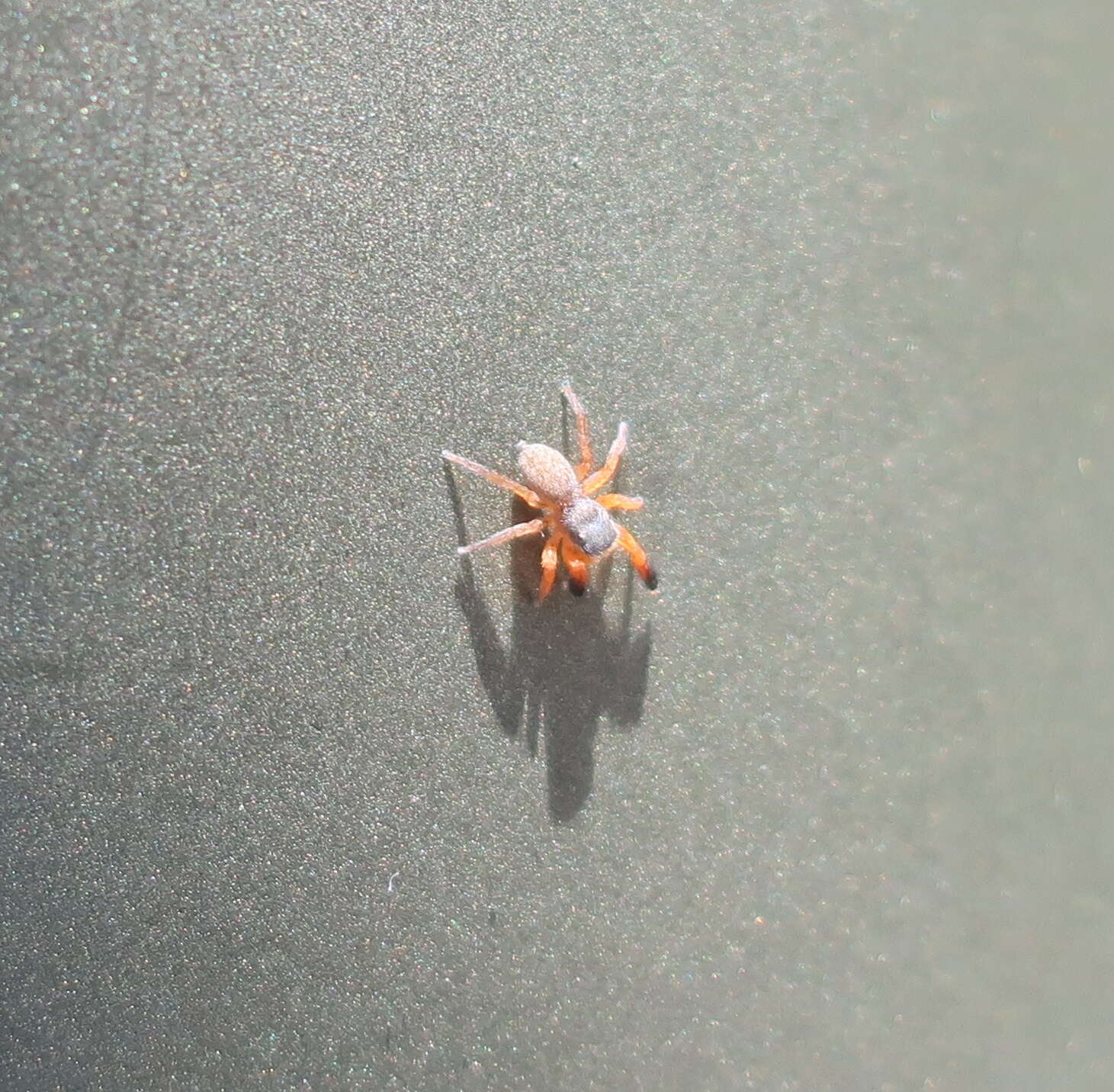 Image of Euophrys kataokai Ikeda 1996