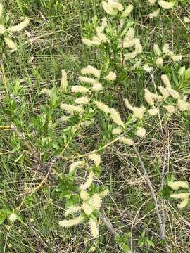 Image of firmleaf willow