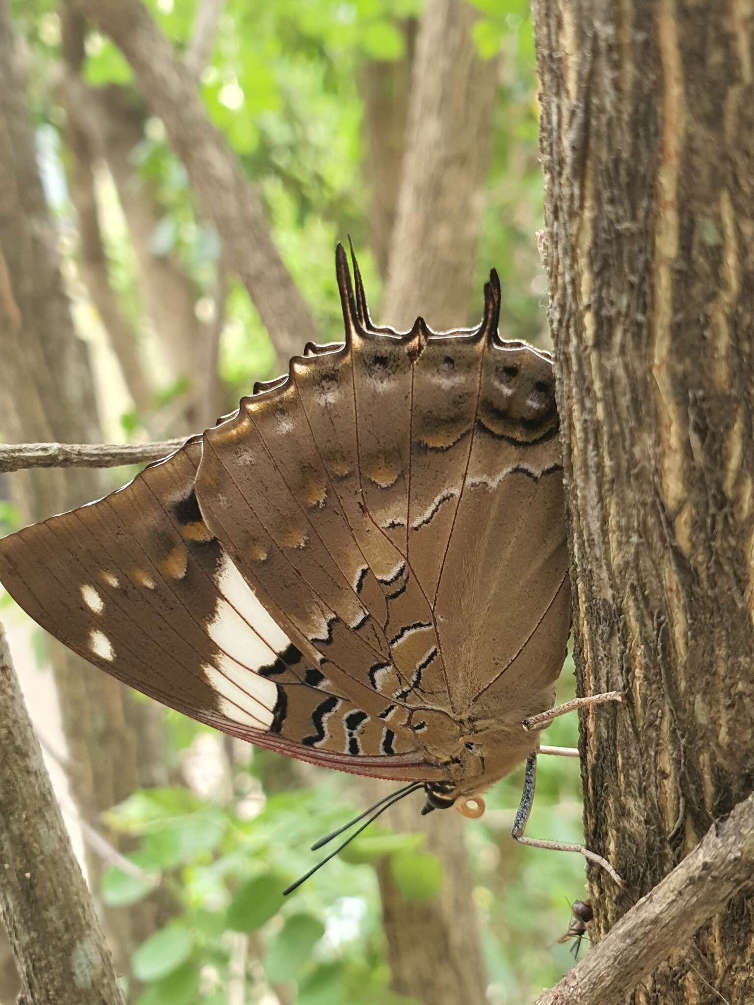 Imagem de Charaxes cithaeron Felder 1859