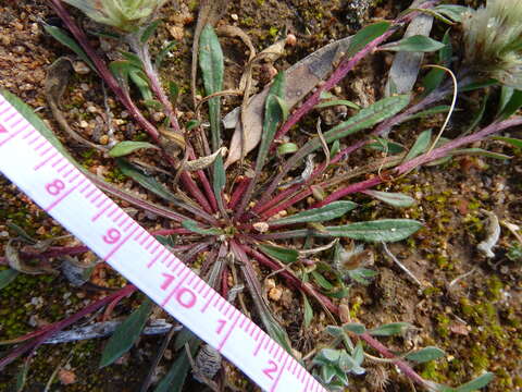 Image de Ptilotus spathulatus (R. Br.) Poir.