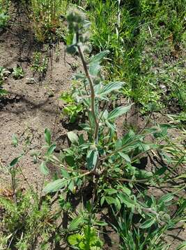 Phacelia heterophylla var. virgata (Greene) R. D. Dorn的圖片