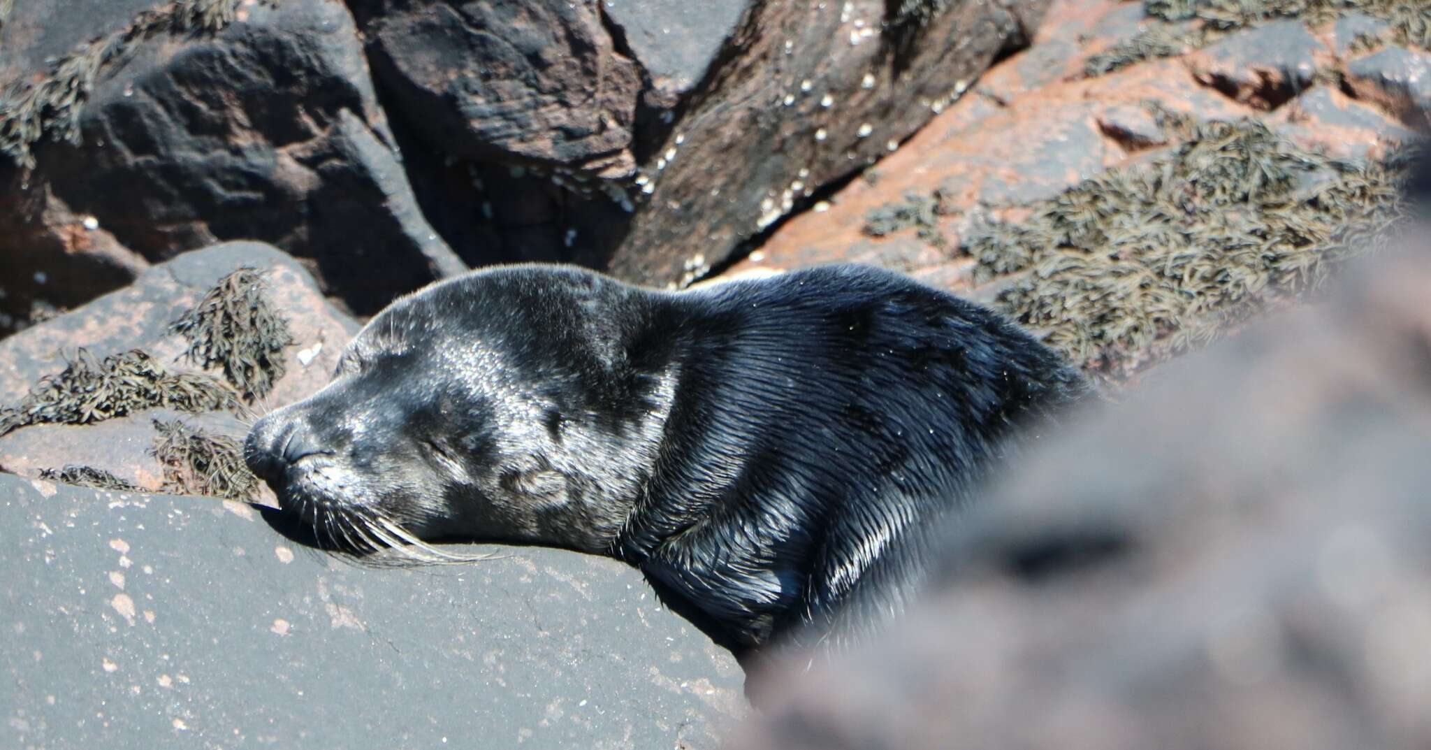 Image of Phoca vitulina vitulina Linnaeus 1758