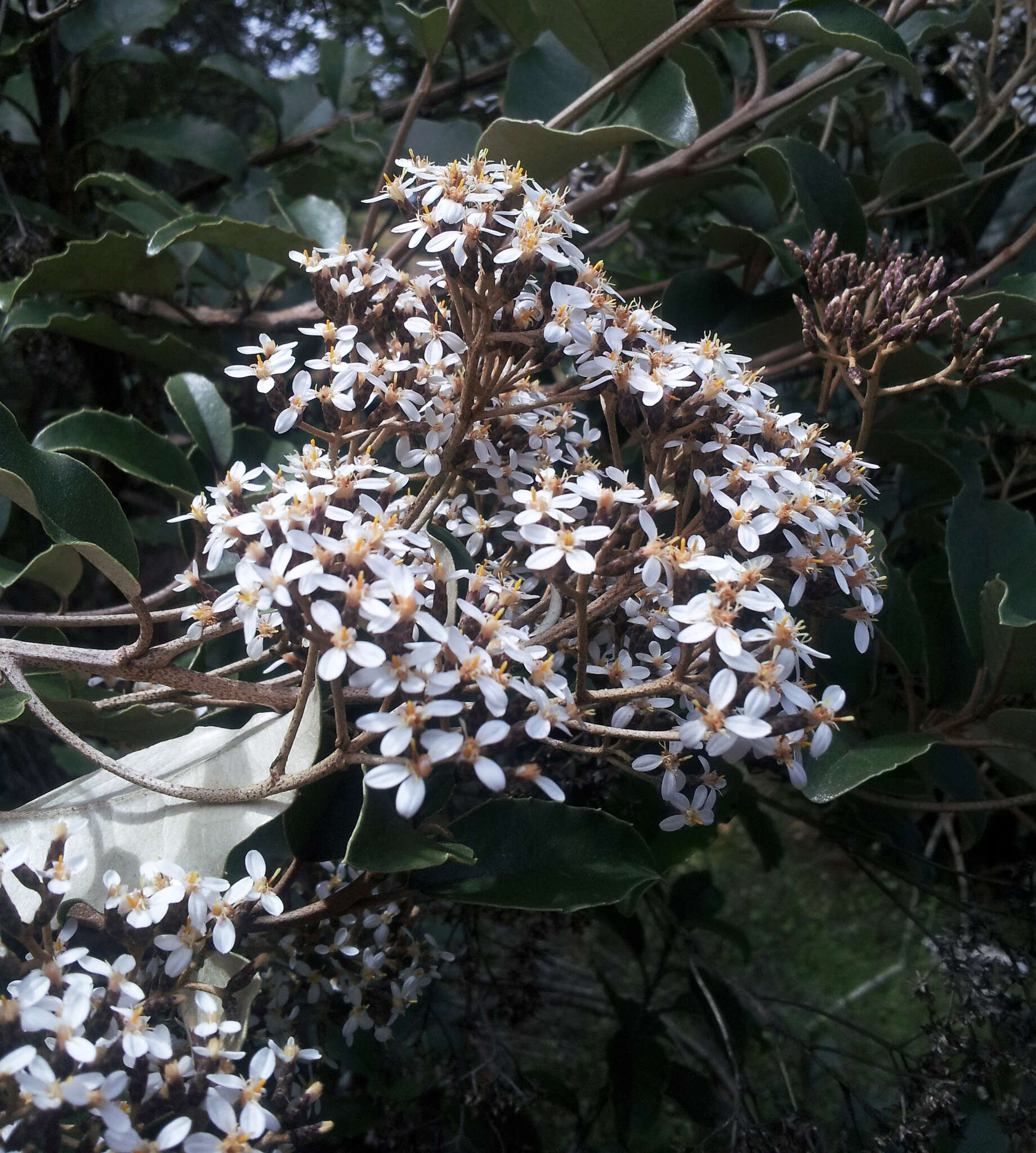 Olearia furfuracea (A. Rich. & Lesson) Hook. fil. resmi