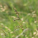 Sivun Anthoxanthum repens (Host) Veldkamp kuva