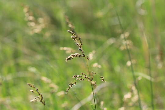 Sivun Anthoxanthum repens (Host) Veldkamp kuva