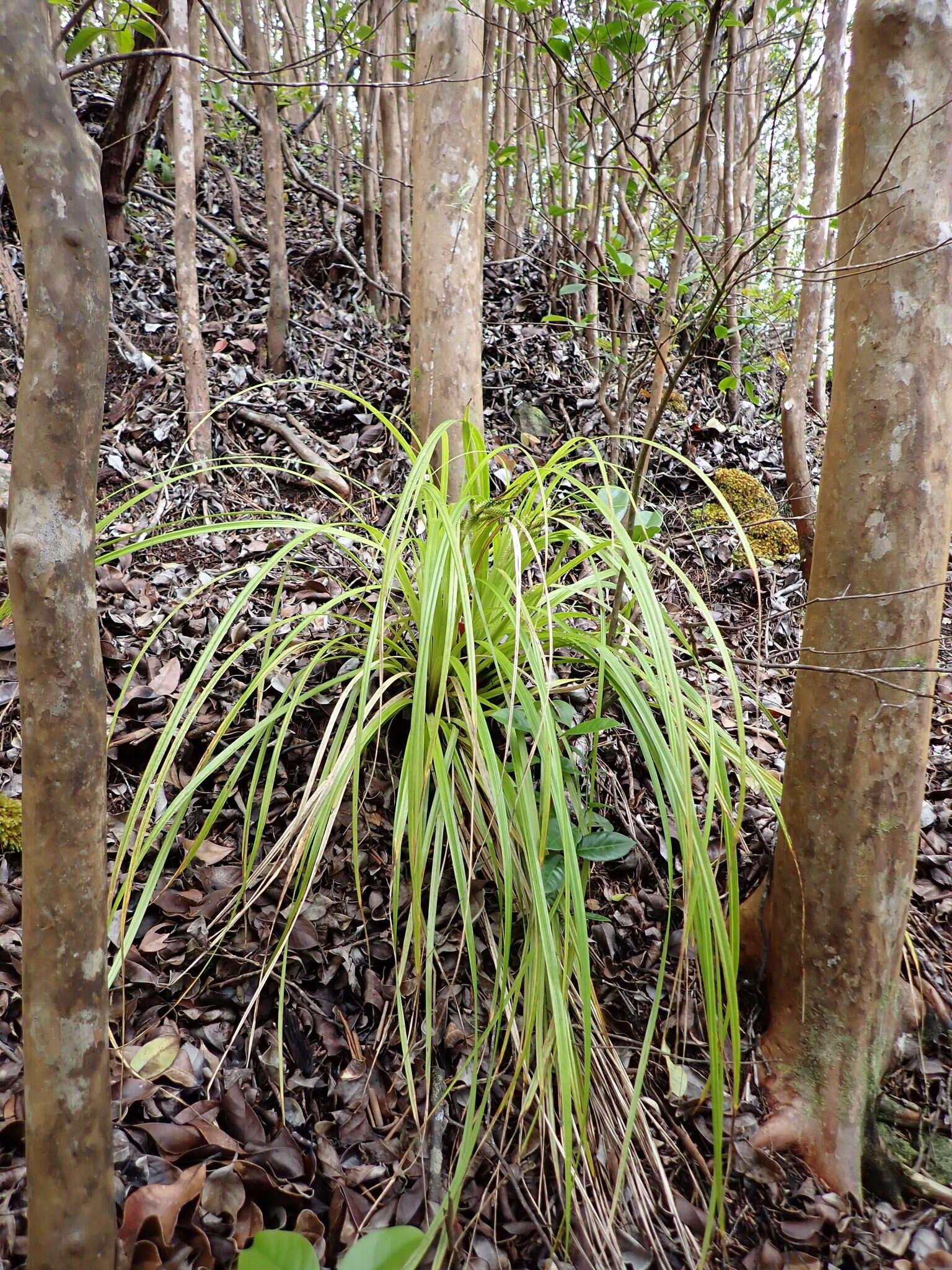 Imagem de Carex wahuensis C. A. Mey.