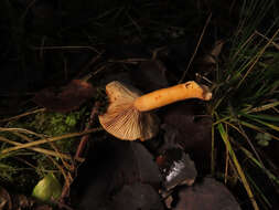 Слика од Lactarius aurantiacus (Pers.) Gray 1821