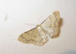 Image of Idaea politaria Hübner 1799