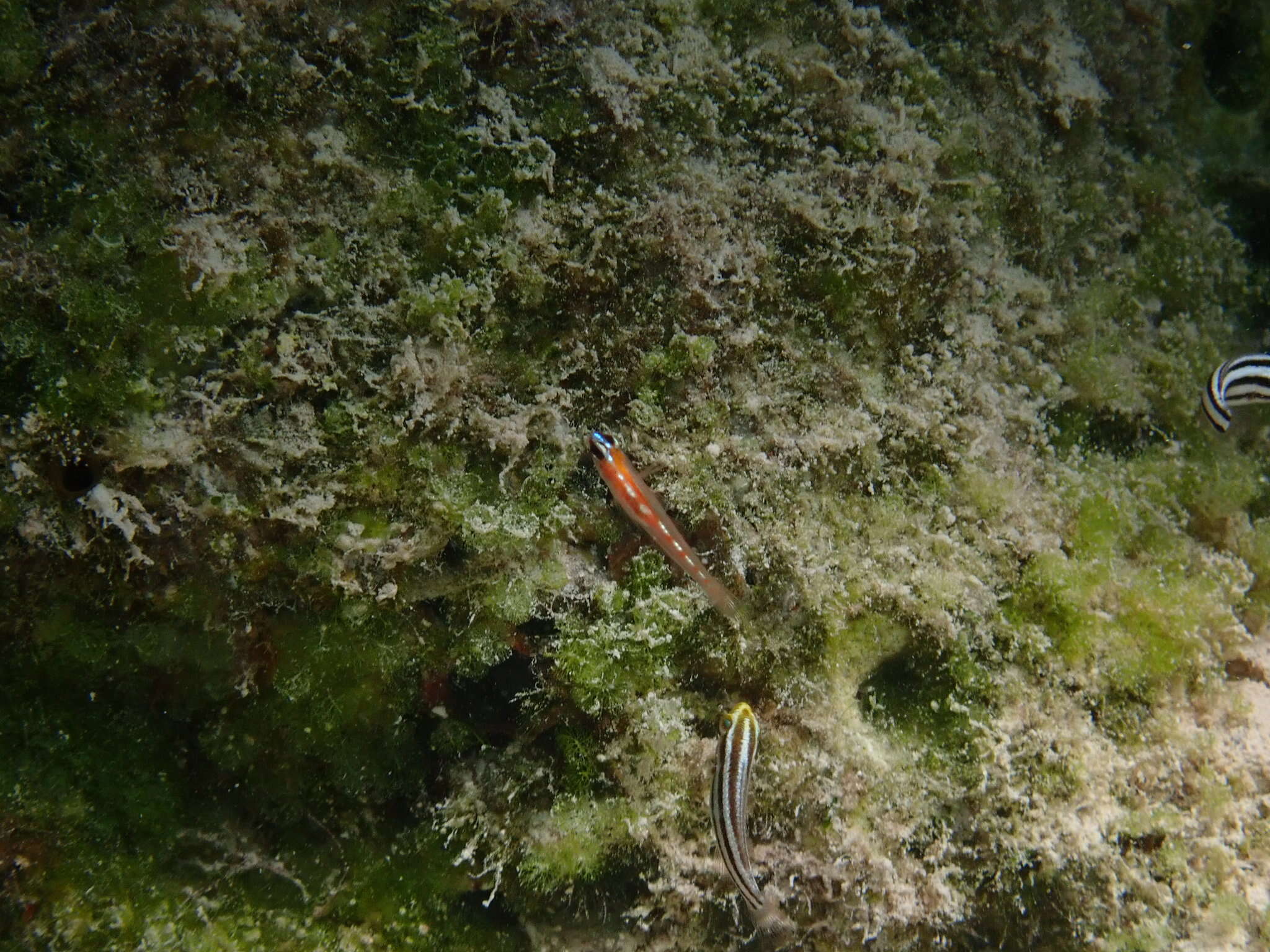 Image of Glass Goby