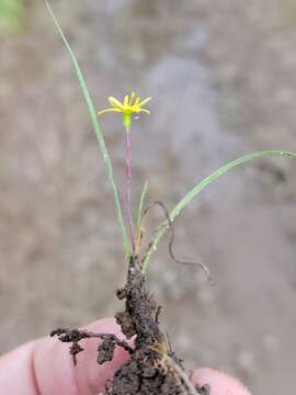 Image of Bristle-Seed Yellow Star-Grass