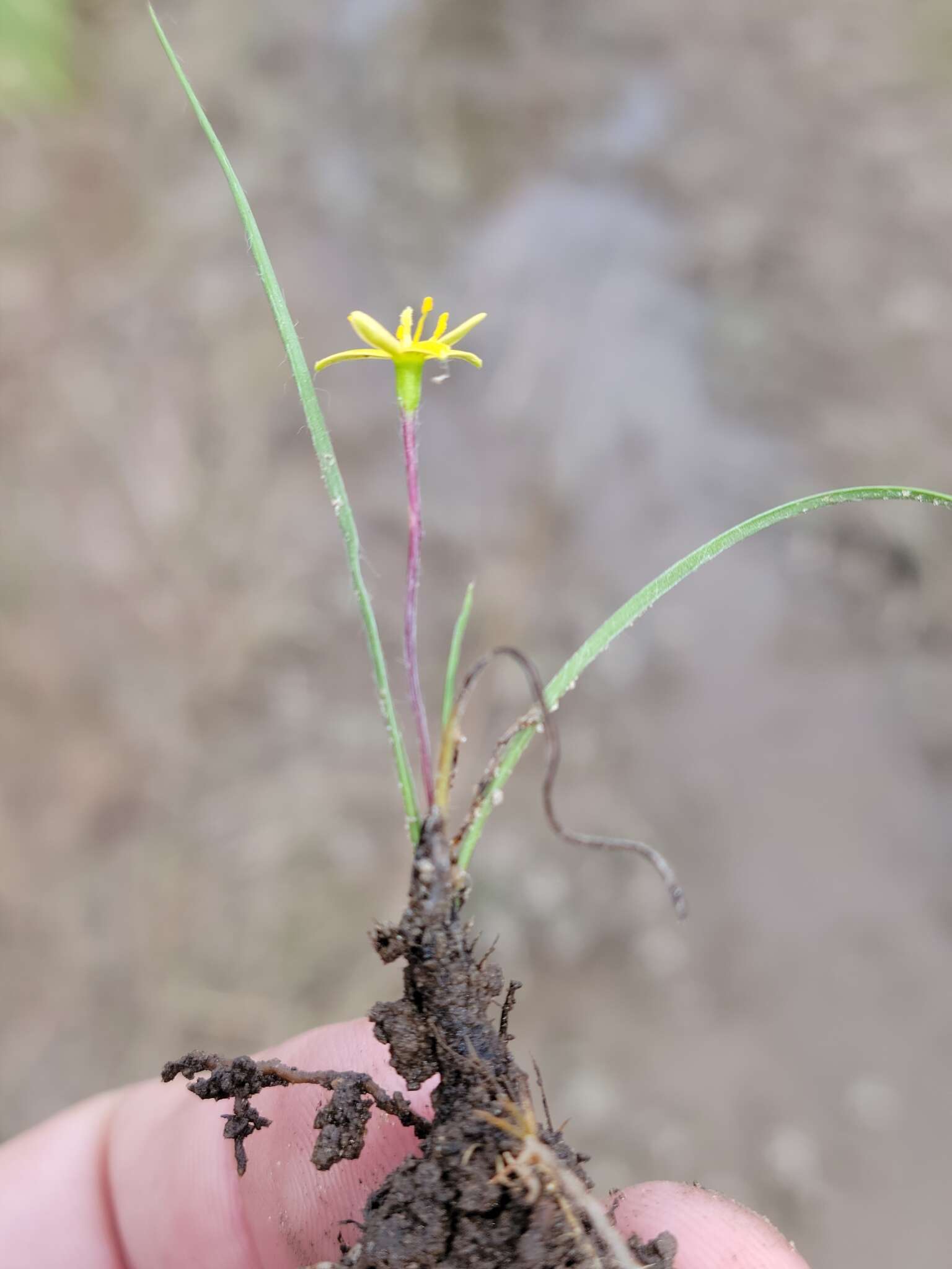 Image of Bristle-Seed Yellow Star-Grass