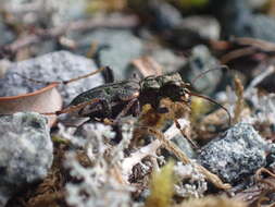 Image of Neocicindela garnerae Larochelle & Larivière 2013