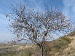 Image de Ceiba aesculifolia subsp. parvifolia (Rose) P. E. Gibbs & Semir