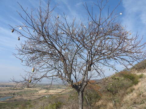 Image of Ceiba aesculifolia subsp. parvifolia (Rose) P. E. Gibbs & Semir