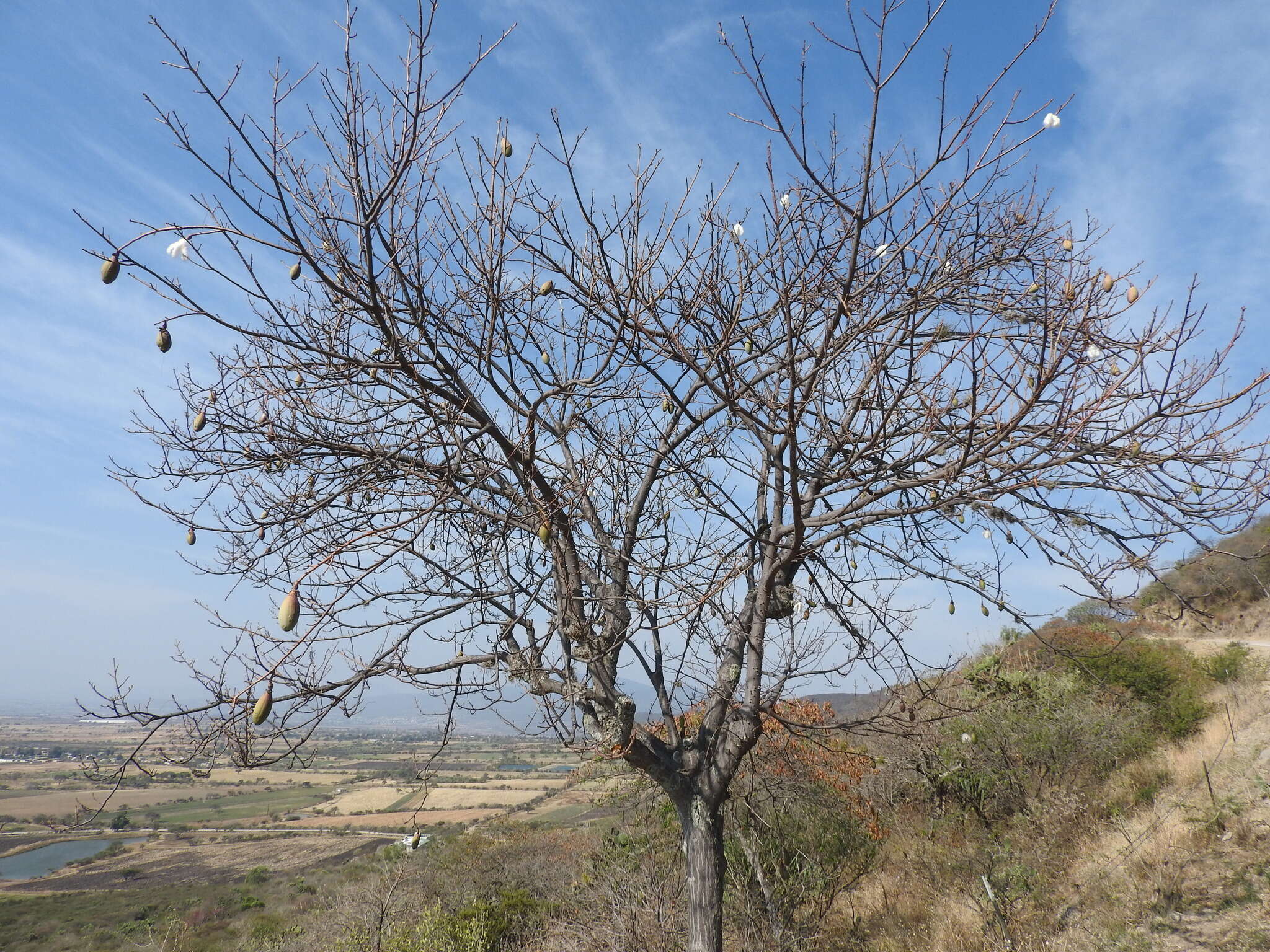 Image de Ceiba aesculifolia subsp. parvifolia (Rose) P. E. Gibbs & Semir