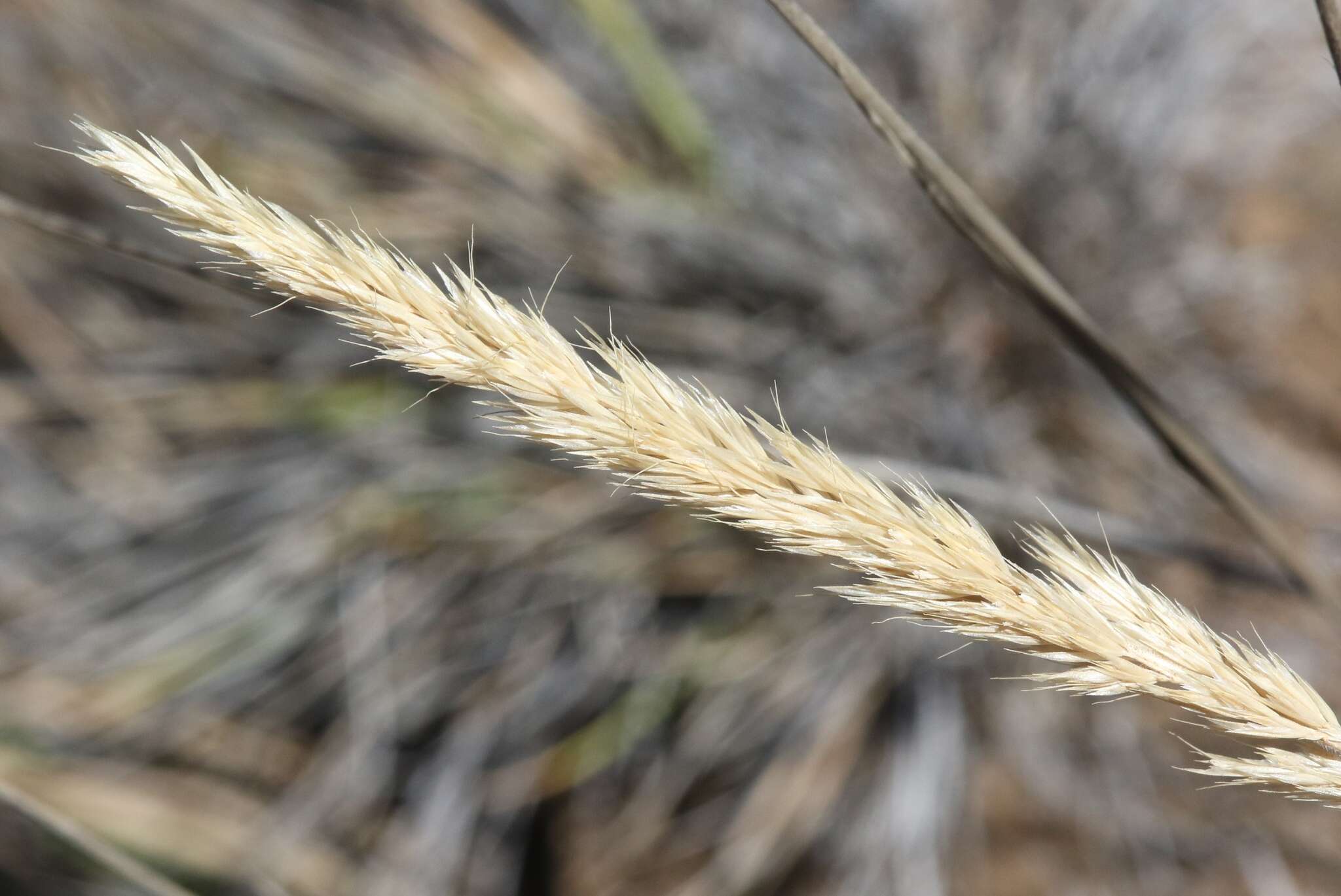 Imagem de Trisetum glomeratum (Kunth) Trin. ex Steud.