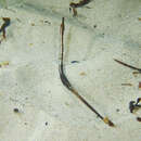 Image of Western crested pipefish