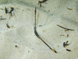 Image of Western crested pipefish