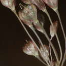 Image of Allium tardans Greuter & Zahar.