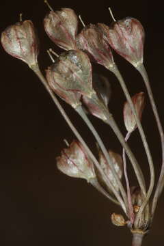 Слика од Allium tardans Greuter & Zahar.