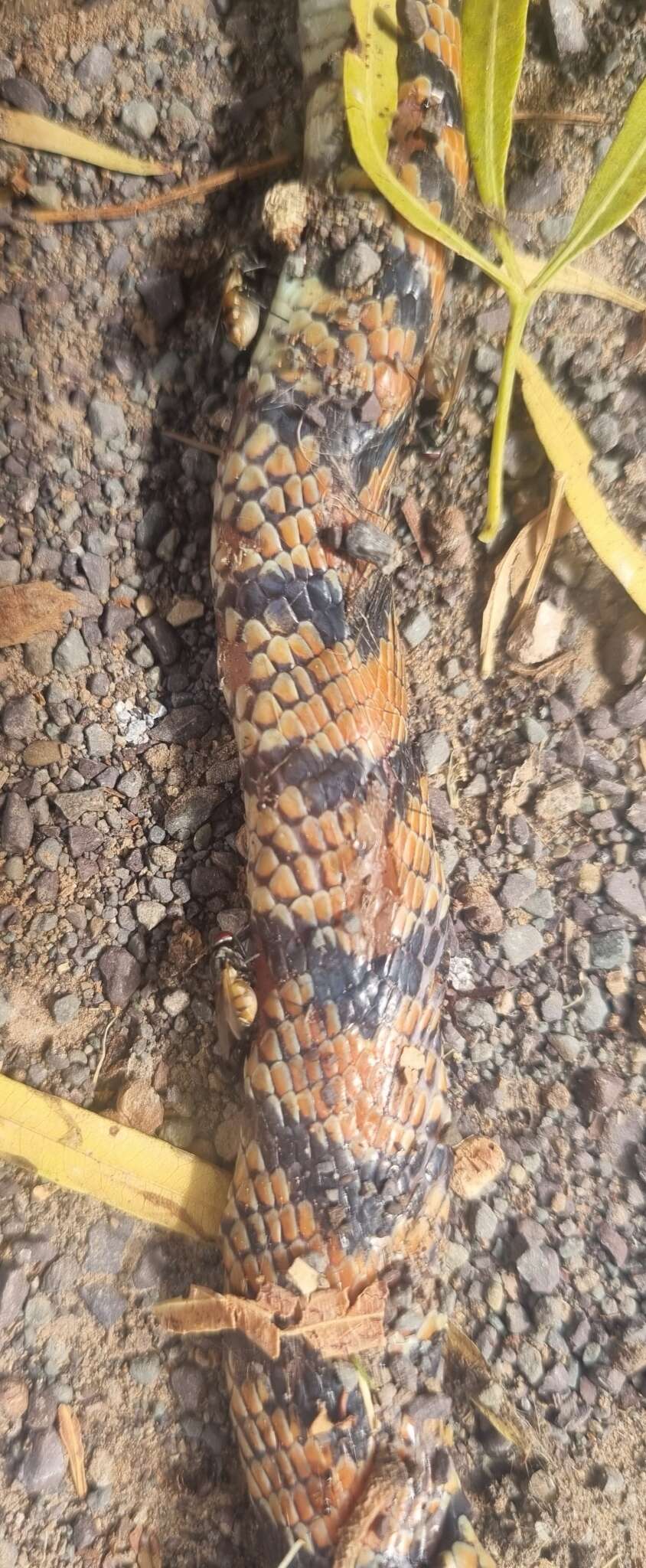 Image of Cape coral snake