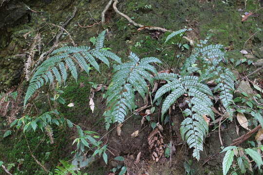 Image of Polystichum biaristatum (Bl.) Moore