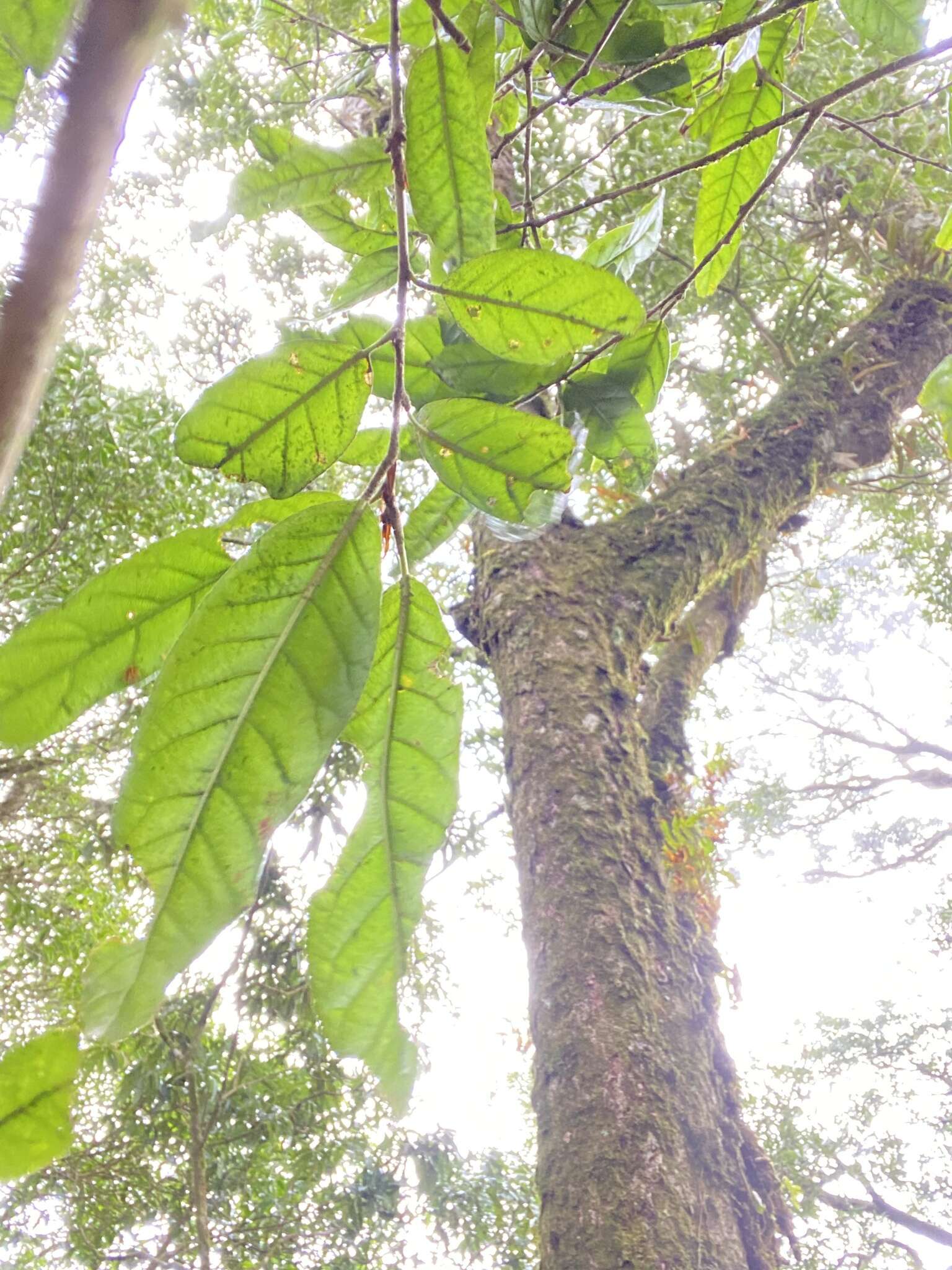 Image of Quercus spinosa subsp. miyabei (Hayata) A. Camus