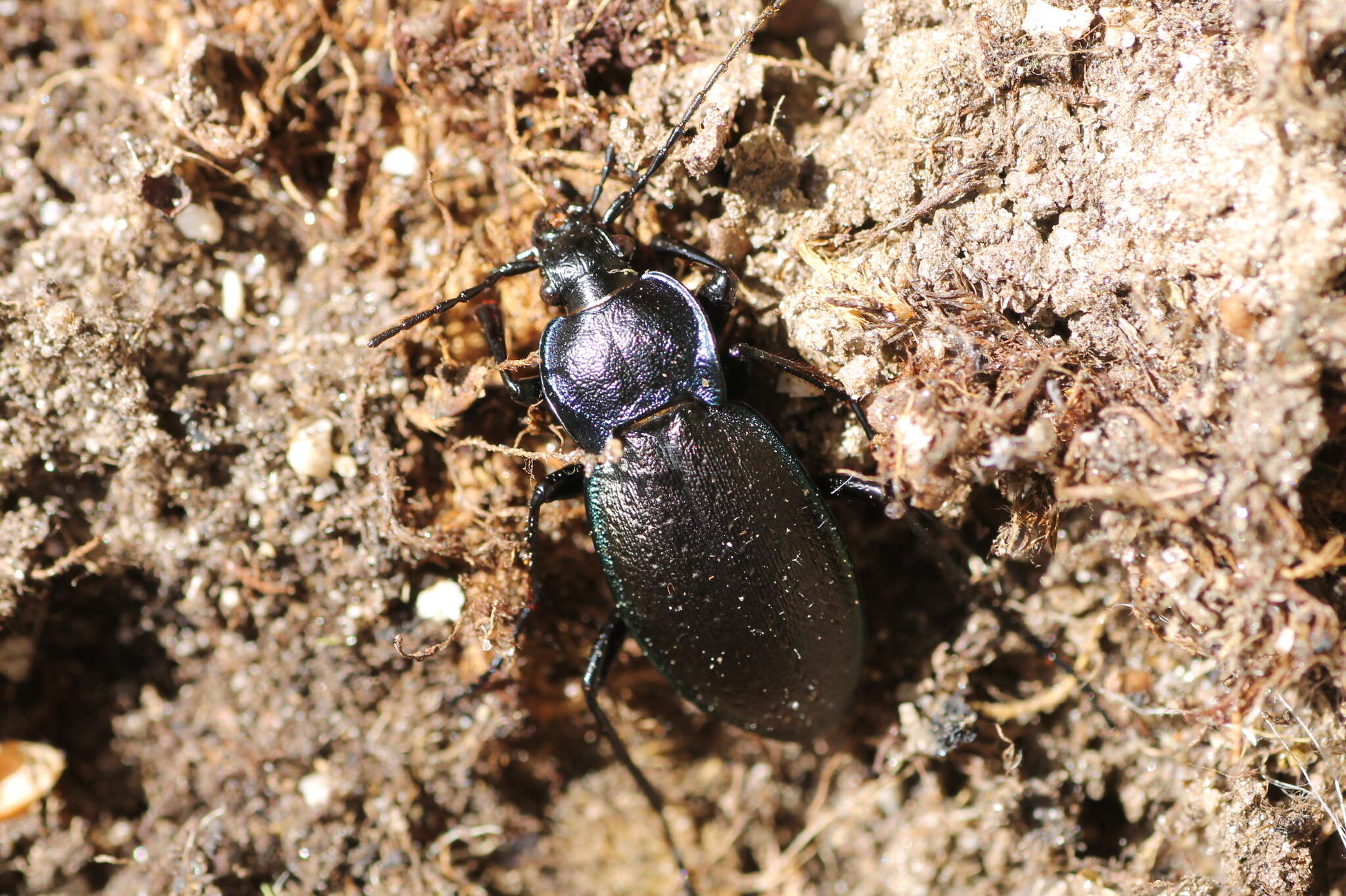 Carabus (Oreocarabus) guadarramus La Ferté-Sénectère 1847 resmi