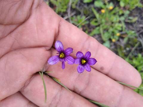 Image of Sisyrinchium scabrum Schltdl. & Cham.