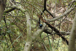 Image of Superb Fairy-wren