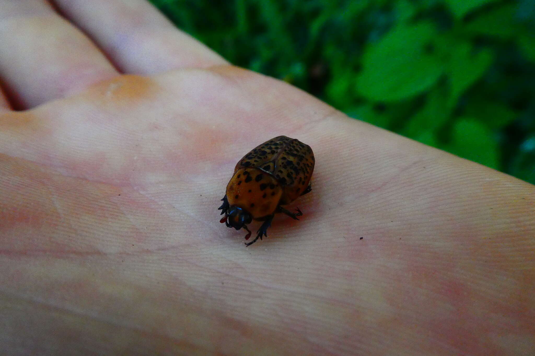 Imagem de Porphyronota cinnamomea (Afzelius 1817)