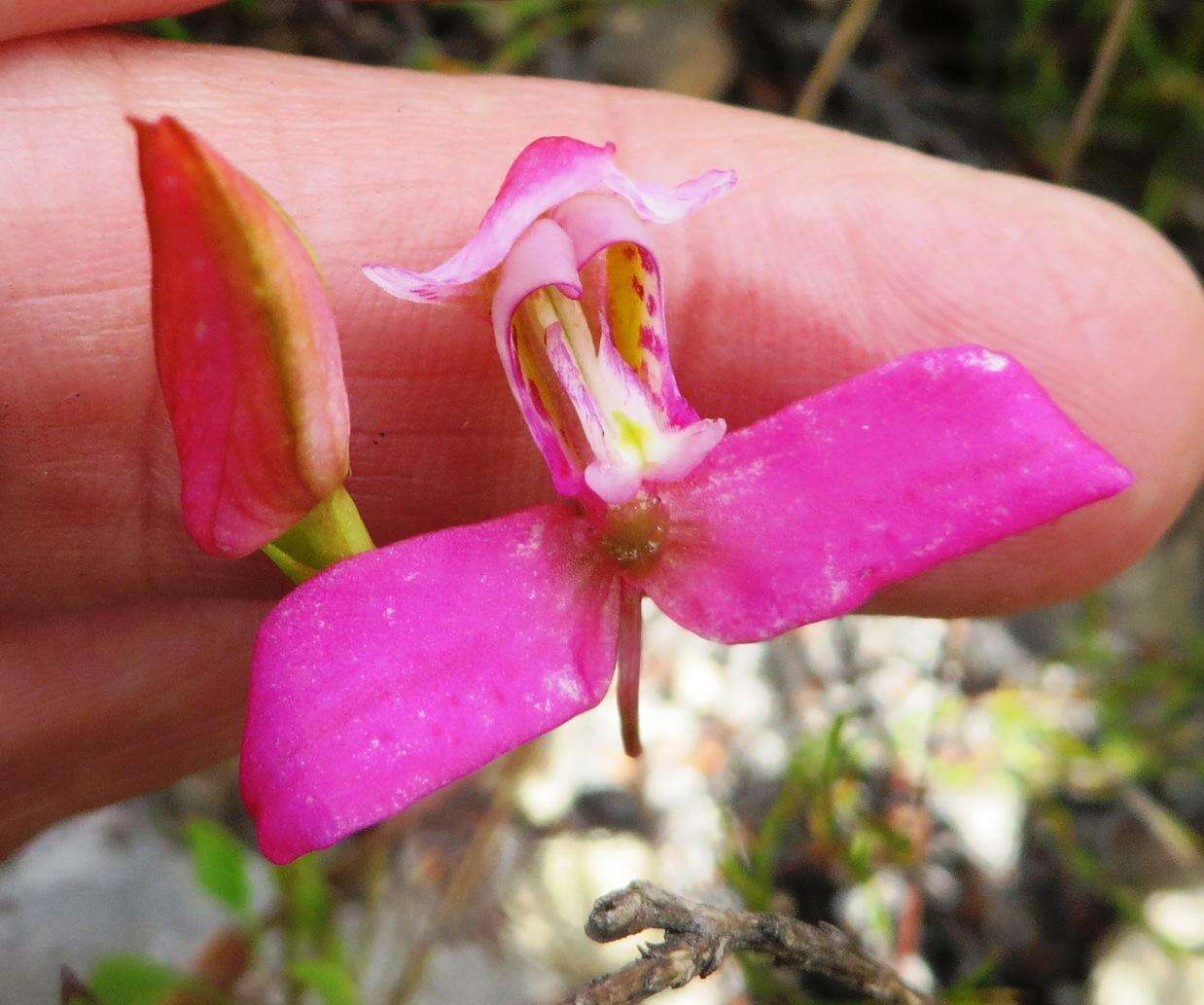 Sivun Disa filicornis (L. fil.) Thunb. kuva