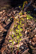 Imagem de Drosera huegelii Endl.